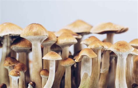 Can magic mushrooms create a craving or dependence
